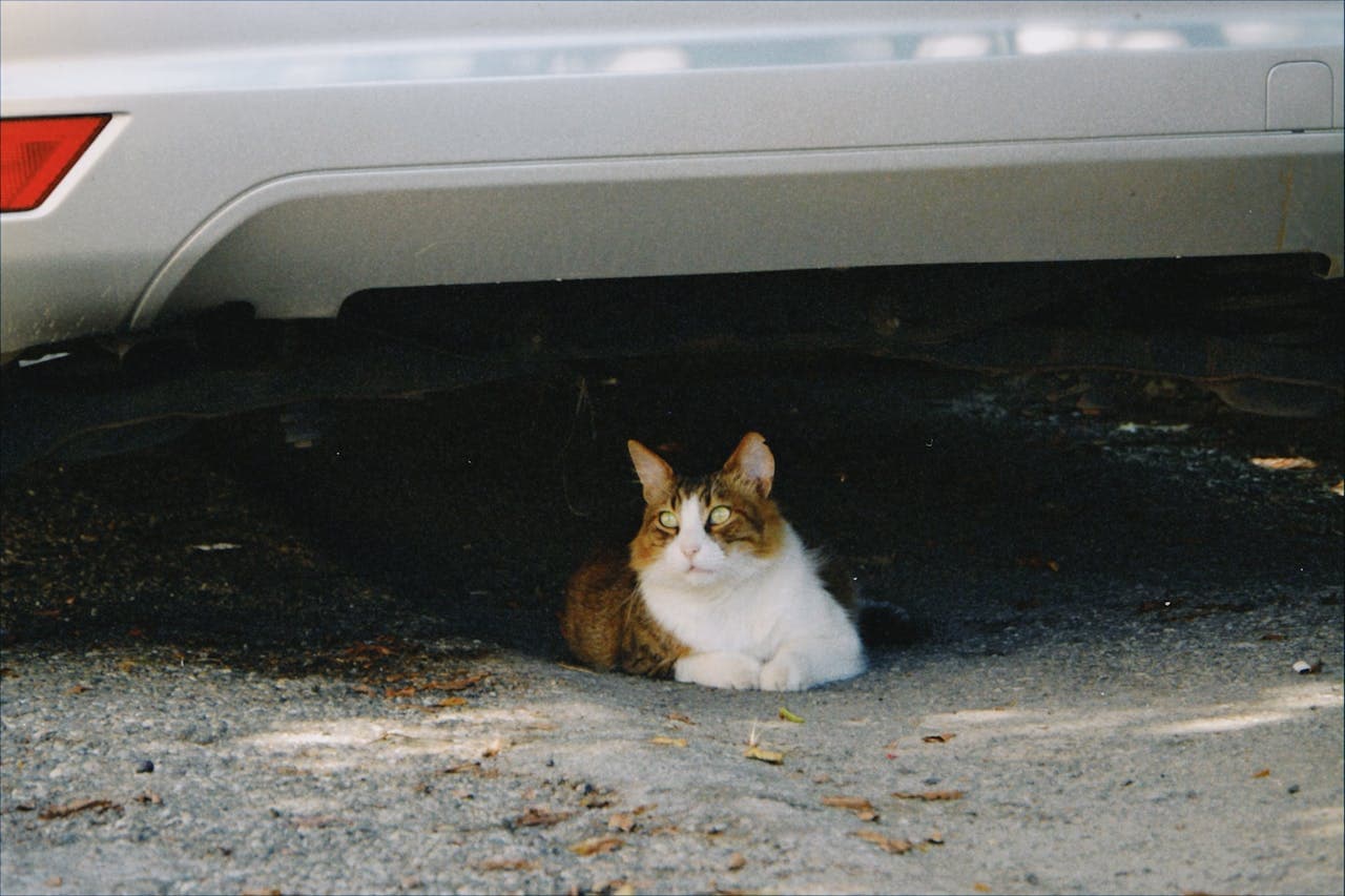 Hacimehmetli Alanija Turkija