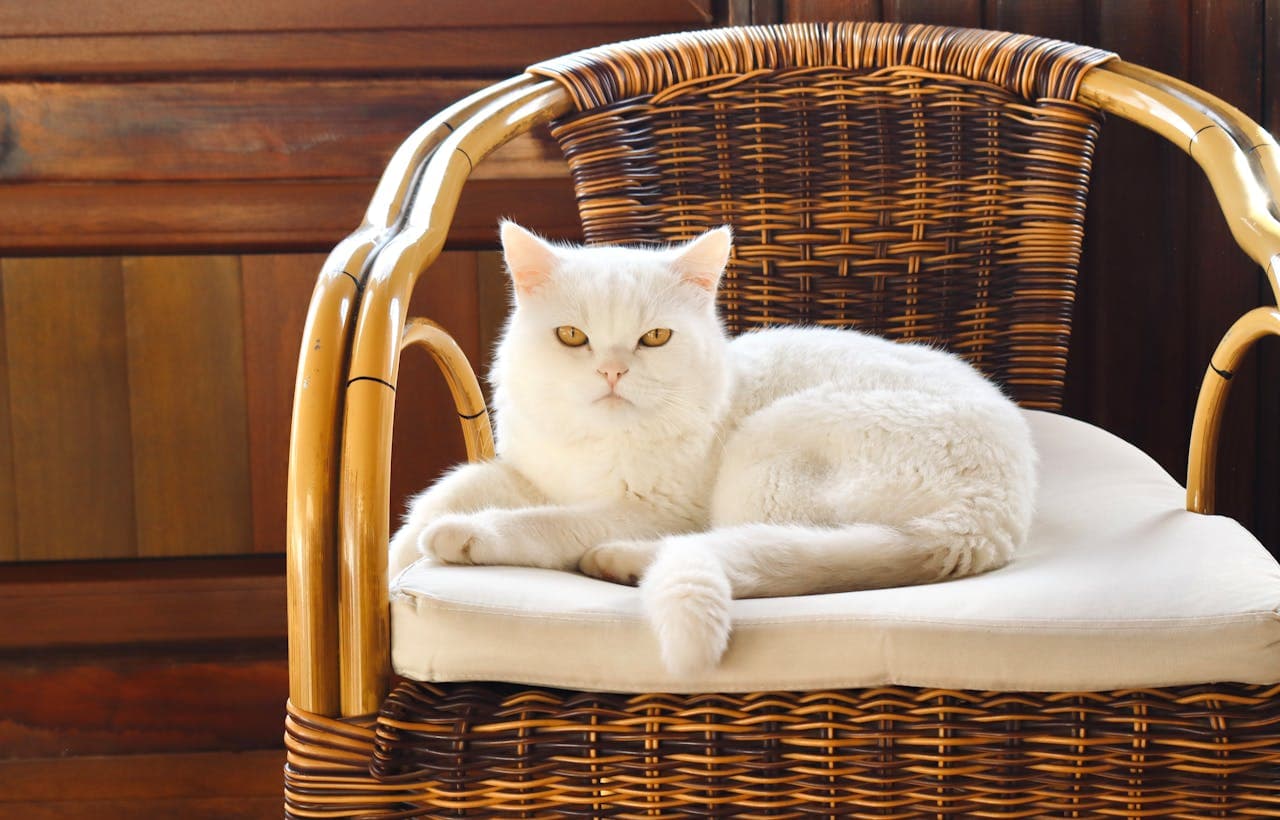 Turkijos kurortai prie Juodosios jūros – žaluma, vėsesnis klimatas ir autentiškas poilsis